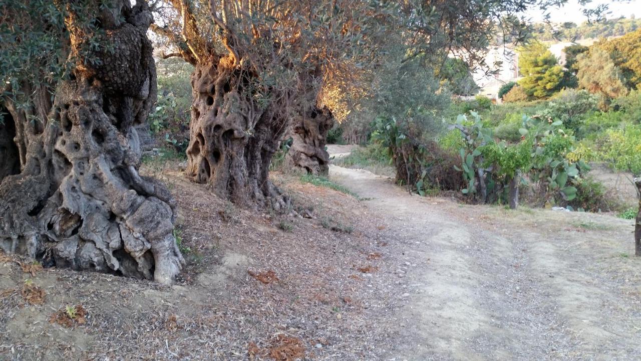 La Villa Di Minerva Αγκριτζέντο Εξωτερικό φωτογραφία