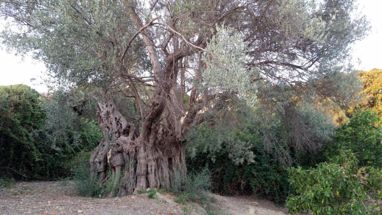 La Villa Di Minerva Αγκριτζέντο Εξωτερικό φωτογραφία